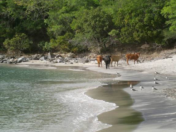 Vacas e gaivotas são as únicas frequentadoras de Anse La Roche, a mais bela praia de Carriacou, ilha ao norte de Granada, no sul do Caribe
